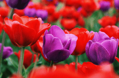 Nền, hình nền, hoa, hoa lá, flower, hoa tulip, tulip - Pixaline