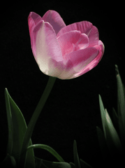 Nền, hình nền, hoa, hoa lá, flower, hoa tulip, tulip - Radfotosonn