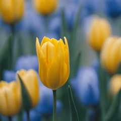Nền, hình nền, hoa, hoa lá, flower, hoa tulip, tulip - susan-lu4esm
