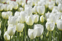 Nền, hình nền, hoa, hoa lá, flower, hoa tulip, tulip - yucelmanlevent