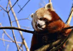 ng vật, animal, gấu trúc đỏ - Alexas_Fotos (2)