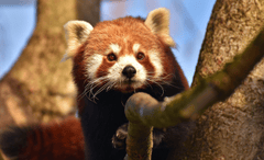 ng vật, animal, gấu trúc đỏ - Alexas_Fotos (3)