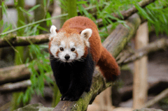 ng vật, animal, gấu trúc đỏ - janeb13
