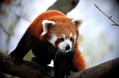 ng vật, animal, gấu trúc đỏ -  mibro