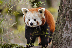 ng vật, animal, gấu trúc đỏ - Wildfaces