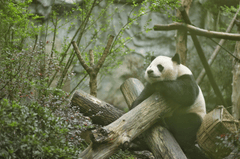 ng vật, animal, gấu trúc, panda - Huang241