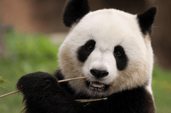 ng vật, animal, gấu trúc, panda - maminounou