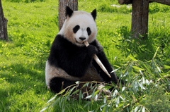 ng vật, animal, gấu trúc, panda - orythys