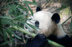 ng vật, animal, gấu trúc, panda - qgadrian