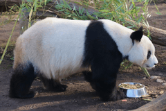 ng vật, animal, gấu trúc, panda - veverkolog