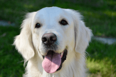 ng vật, animal, pet, thú cưng, chó, cún, dog, puppy - JACLOU-DL (4)