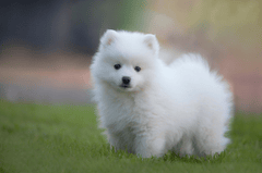 ng vật, animal, pet, thú cưng, chó, cún, dog, puppy - Printeboek