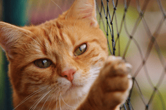 ng vật, animal, pet, thú cưng, mèo, cat - Alexas_Fotos (5)