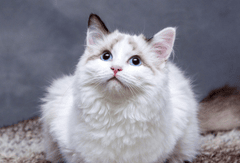 ng vật, animal, pet, thú cưng, mèo, cat - vlaaitje