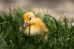 ng vật, animal, vịt, duck - birgl