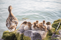 ng vật, animal, vịt, duck -MolnarSzabolcsErdely