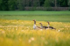 ng vật, animal, vịt, duck - tphananh