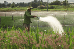 Nông dân, farmer, tưới cây, tưới ruộng, ruộng, cánh đồng, Việt Nam, nền. hình nền -HieuNghiaMini (3)