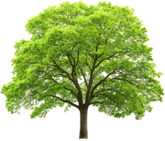 Cây xanh, cây, tree, cỏ, grass, thiên nhiên, natural