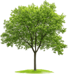 Cây xanh, cây, tree, cỏ, grass, thiên nhiên, natural 2