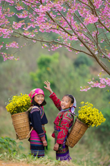 Thiếu nhi, children, trang phục dân tộc, ethnic costume, hoa cúc vàng, mùa xuân 4
