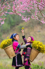 Thiếu nhi, children, trang phục dân tộc, ethnic costume, hoa cúc vàng, mùa xuân 3