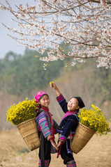 Thiếu nhi, children, trang phục dân tộc, ethnic costume, hoa cúc vàng, mùa xuân 2