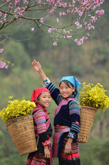 Thiếu nhi, children, trang phục dân tộc, ethnic costume, hoa cúc vàng, mùa xuân 1