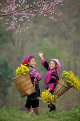 Thiếu nhi, children, trang phục dân tộc, ethnic costume, hoa cúc vàng, mùa xuân