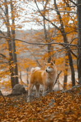 Akita inu, akita, chó, dog, thú cưng, pet, vật nuôi, domestic animal, động vật, animal, lông, fur, dễ thương, mùa thu, autumn - Aleix Plana 2