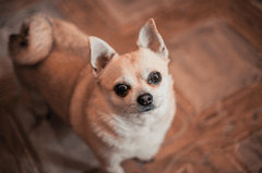 Chó chihuahua, chihuahua dog, chó, dog, thú cưng, pet, vật nuôi, domestic animal, động vật, animal, dễ thương, cute, lông, fur - Alexandr Ivanov