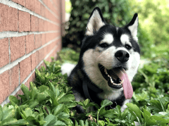 Alaska, alaskan malamute, chó, dog, thú cưng, pet, vật nuôi, domestic animal, động vật, animal, lông, fur, bụi cây, bush, thè lưỡi, tongue out - Allyson Skraba