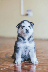 Husky, husky con, husky puppy, chó, dog, thú cưng, pet, vật nuôi, domestic animal, động vật, animal, lông, fur - Antonio Prado