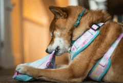 Shiba inu, shiba, chó, dog, thú cưng, pet, vật nuôi, domestic animal, động vật, animal, lông, fur, dễ thương, cute, gặm, chewing - Chris F
