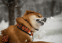Shiba inu, shiba, chó, dog, thú cưng, pet, vật nuôi, domestic animal, động vật, animal, lông, fur, dễ thương, cute, tuyết, snow - Chris F 3