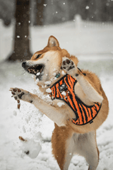 Shiba inu, shiba, chó, dog, thú cưng, pet, vật nuôi, domestic animal, động vật, animal, lông, fur, dễ thương, cute, tuyết, snow - Chris F 1