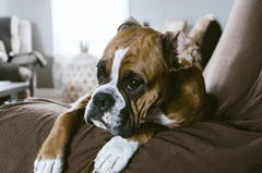 Chó boxer, boxer dog, chó, dog, thú cưng, pet, vật nuôi, domestic animal, động vật, animal, dễ thương, cute, lông, fur - Chris