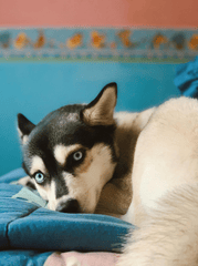 Husky, chó, dog, thú cưng, pet, vật nuôi, domestic animal, động vật, animal, lông, fur, chăn, blanket - EL The Explorer