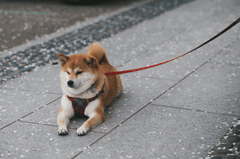 Shiba inu, shiba, chó, dog, cún con, puppy, lông, fur, dễ thương, cute, thú cưng, pet, vật nuôi, domestic animal, động vật, animal - Evgeny Tchebotarev