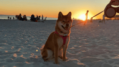 Shiba inu, shiba, chó, dog, thú cưng, pet, vật nuôi, domestic animal, động vật, animal, lông, fur, dễ thương, cute, bình minh, sunrise - FRA v