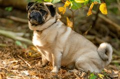 Chó pug, pug dog, chó, dog, thú cưng, pet, vật nuôi, domestic animal, động vật, animal, dễ thương, cute, lông, fur - Gundula Vogel 1