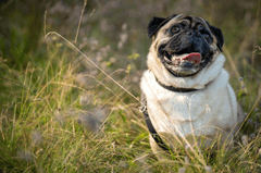 Chó pug, pug dog, chó, dog, thú cưng, pet, vật nuôi, domestic animal, động vật, animal, dễ thương, cute, lông, fur, cỏ, grass - Gundula Vogel 2