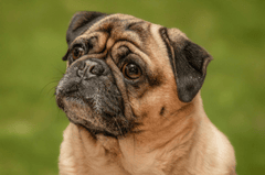 Chó pug, pug dog, chó, dog, thú cưng, pet, vật nuôi, domestic animal, động vật, animal, dễ thương, cute, lông, fur - Gundula Vogel