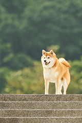 shiba inu, shiba, chó, dog, thú cưng, pet, vật nuôi, domestic animal, động vật, animal, lông, fur, bậc thang, stairs - IAN