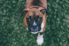 Chó boxer, boxer dog, chó, dog, thú cưng, pet, vật nuôi, domestic animal, động vật, animal, dễ thương, cute, lông, fur - Jackson Jorvan