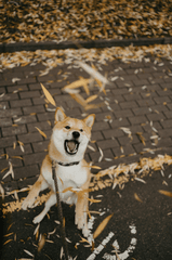 Shiba inu, shiba, chó, dog, thú cưng, pet, vật nuôi, domestic animal, động vật, animal, dễ thương, cute, lá khô, fallen leaves - Maksim Goncharenok 1