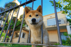Shiba inu, shiba, chó, dog, thú cưng, pet, vật nuôi, domestic animal, động vật, animal, lông, fur, dễ thương, cute, hàng rào, fence - Manel Vazquez