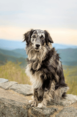 Chó, dog, thú cưng, pet, vật nuôi, domestic animal, động vật, animal, dễ thương, cute, lông, fur, thiên nhiên, nature - Michael Morse