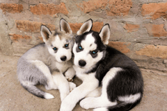 Husky, husky con, husky puppy, chó, dog, thú cưng, pet, vật nuôi, domestic animal, động vật, animal, lông, fur - Mihaela Pastiu