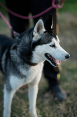 Chó husky, husky dog, chó, dog, thú cưng, pet, vật nuôi, domestic animal, động vật, animal, dễ thương, cute, lông, fur - Mohsin Mirza